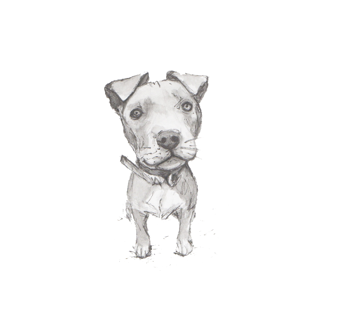 Black and white dog