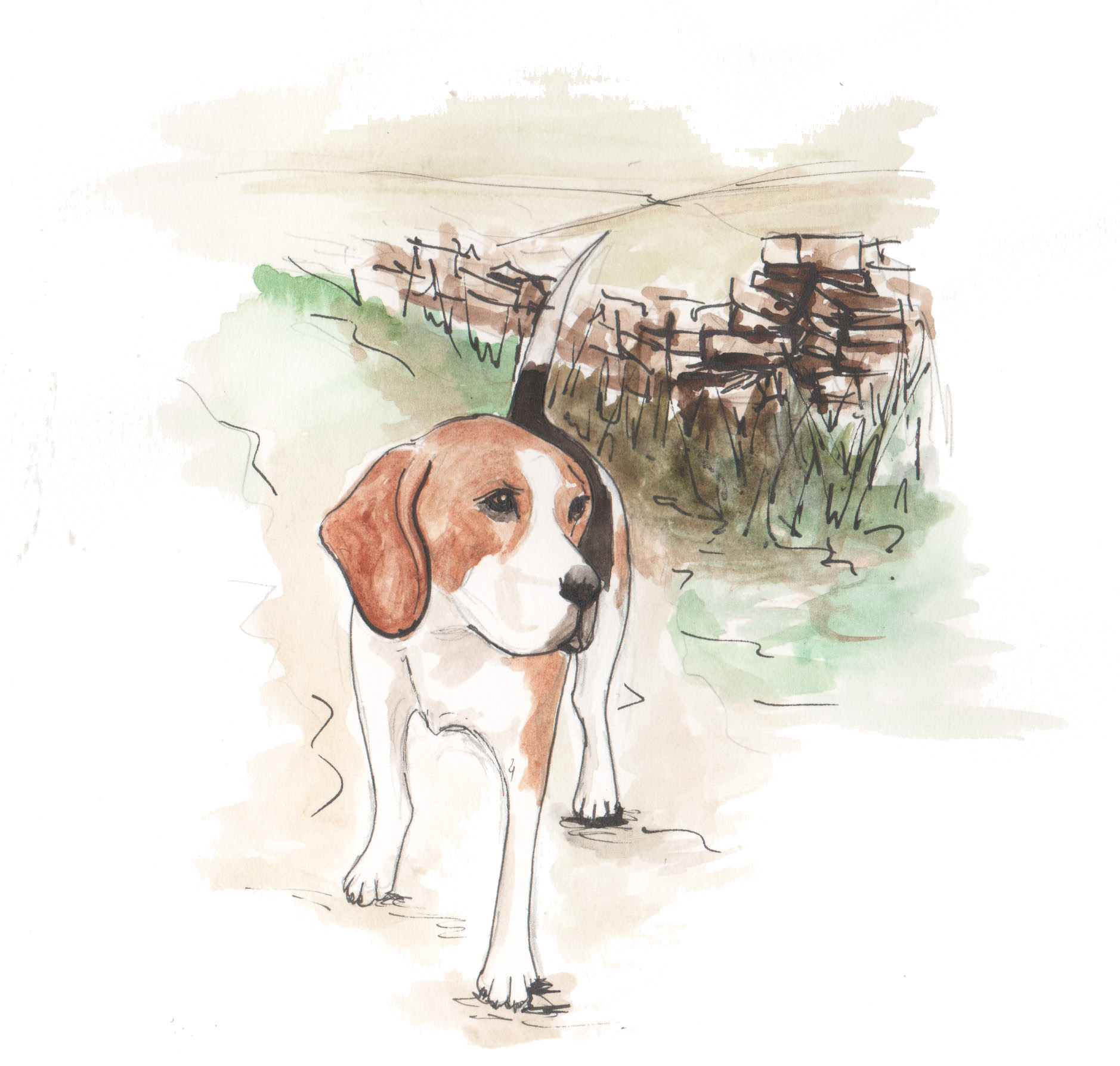 Book Illustration