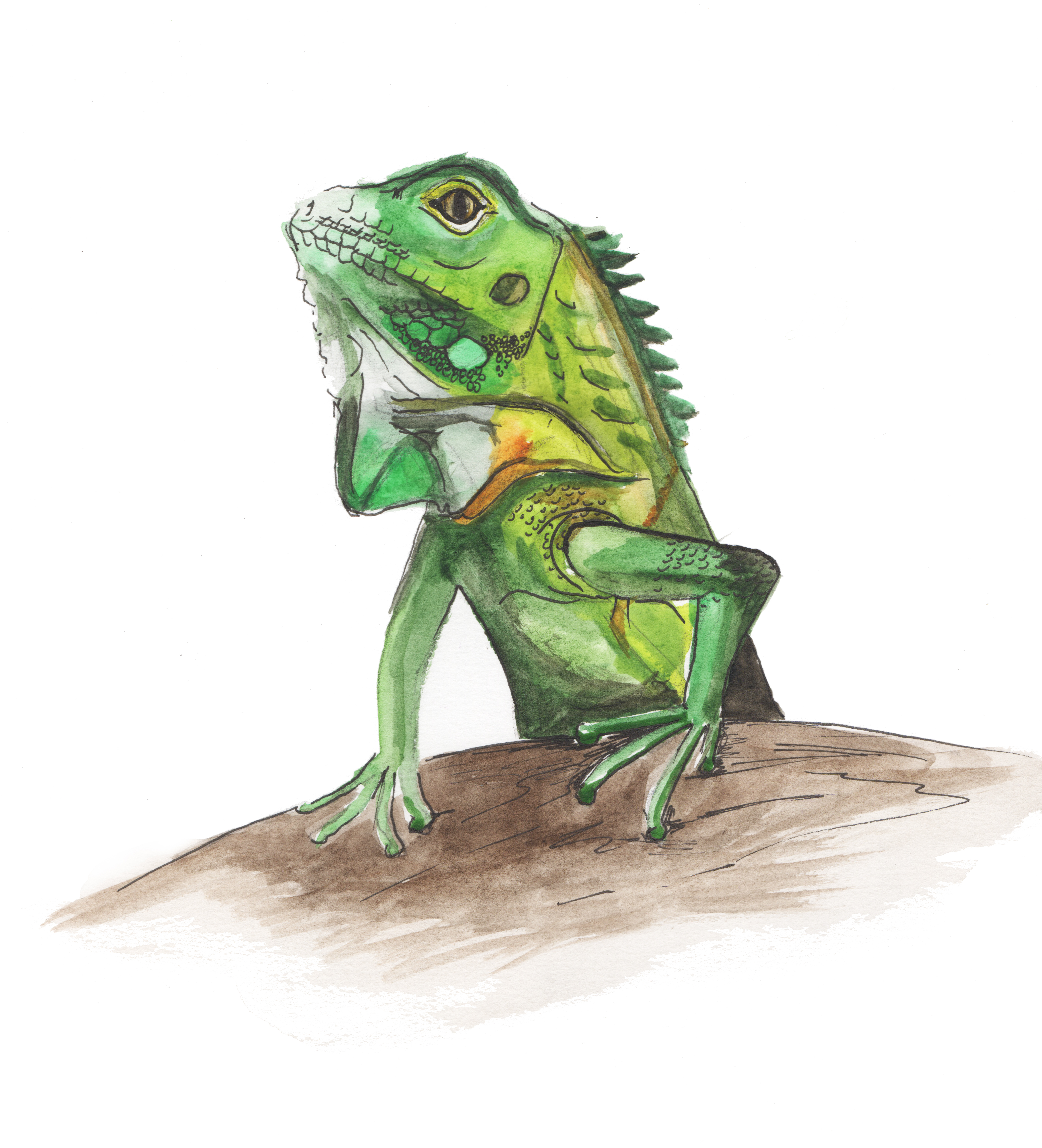 Iggy Iguana